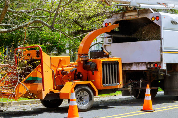 Trusted Bensenville, IL Tree Service Experts